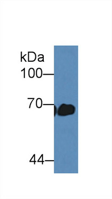 product-image-AAA20080_WB2.jpg