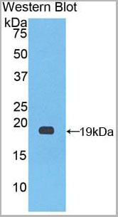 product-image-AAA20084_WB.jpg