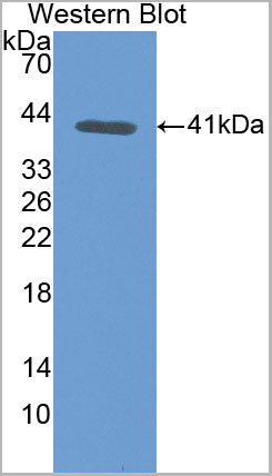 product-image-AAA20085_WB.jpg
