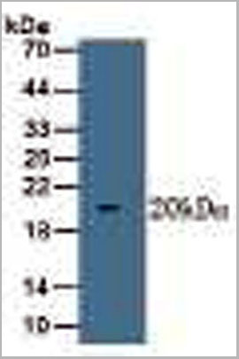 product-image-AAA20088_WB.jpg