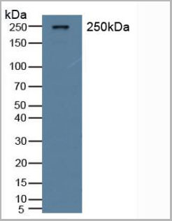 product-image-AAA20090_WB.jpg