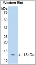 product-image-AAA20090_WB2.jpg