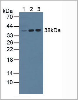 product-image-AAA20091_WB.jpg