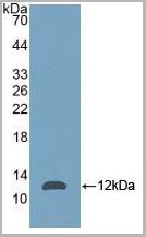 product-image-AAA20091_WB2.jpg