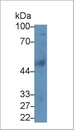 product-image-AAA20095_WB.jpg