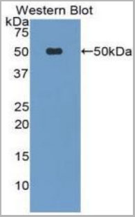 product-image-AAA20095_WB2.jpg