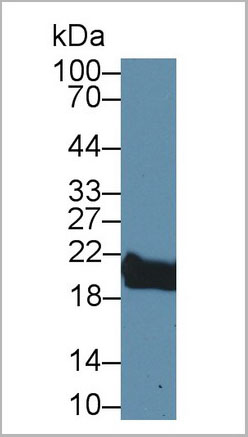product-image-AAA20098_WB2.jpg