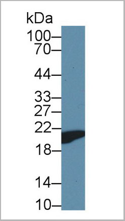 product-image-AAA20098_WB3.jpg