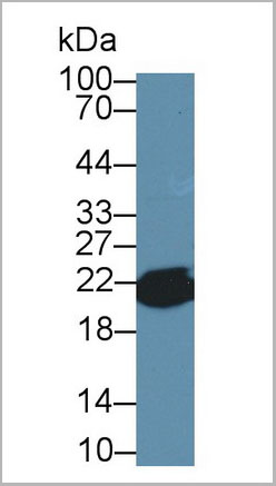 product-image-AAA20098_WB5.jpg