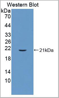 product-image-AAA20098_WB6.jpg