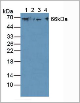 product-image-AAA20099_WB.jpg