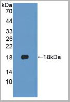 product-image-AAA20099_WB2.jpg