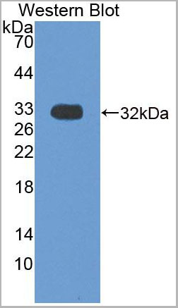 product-image-AAA20100_WB.jpg