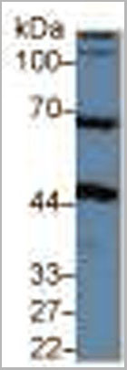 product-image-AAA20104_WB4.jpg