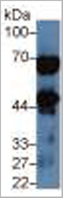 product-image-AAA20104_WB5.jpg