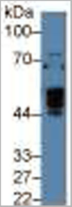 product-image-AAA20104_WB6.jpg