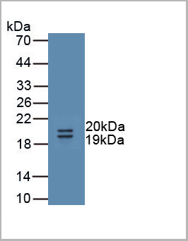 product-image-AAA20115_WB.jpg