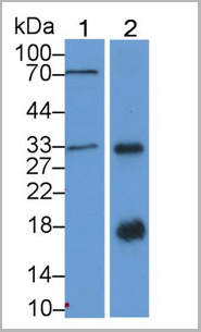 product-image-AAA20116_WB2.jpg