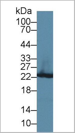 product-image-AAA20117_WB.jpg