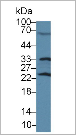 product-image-AAA20117_WB2.jpg