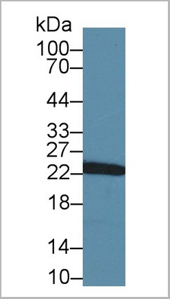 product-image-AAA20117_WB3.jpg