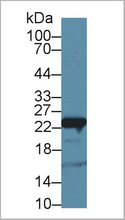 product-image-AAA20117_WB4.jpg