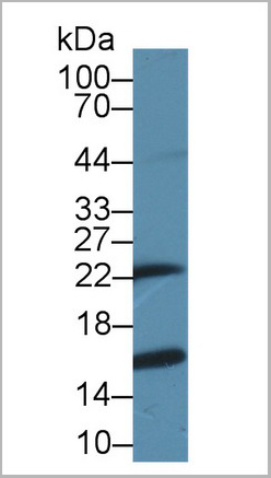 product-image-AAA20117_WB5.jpg
