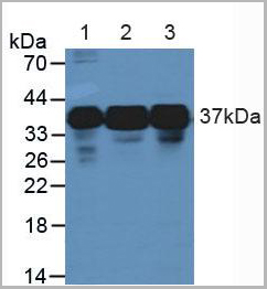 product-image-AAA20118_WB.jpg