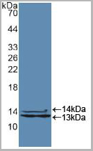 product-image-AAA20118_WB2.jpg