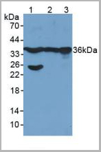 product-image-AAA20122_WB.jpg