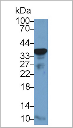 product-image-AAA20122_WB2.jpg