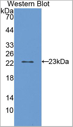 product-image-AAA20123_WB2.jpg