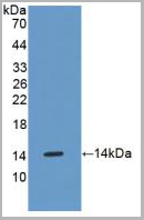 product-image-AAA20125_WB.jpg
