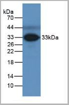 product-image-AAA20126_WB.jpg