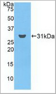 product-image-AAA20126_WB2.jpg