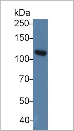 product-image-AAA20130_WB.jpg