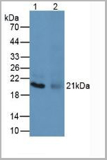 product-image-AAA20133_WB.jpg