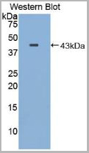 product-image-AAA20133_WB2.jpg