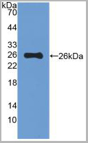 product-image-AAA20134_WB.jpg