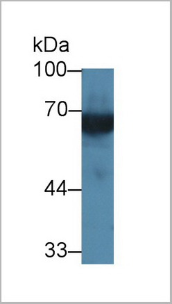 product-image-AAA20136_WB3.jpg
