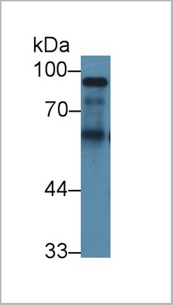 product-image-AAA20136_WB5.jpg