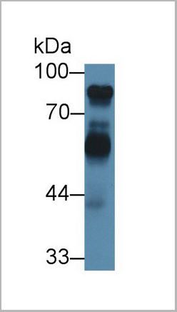product-image-AAA20136_WB6.jpg