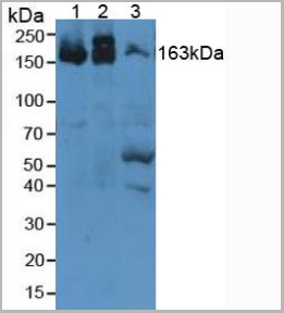 product-image-AAA20141_WB.jpg