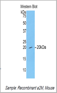 product-image-AAA20141_WB2.jpg