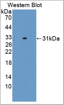 product-image-AAA20142_WB.jpg