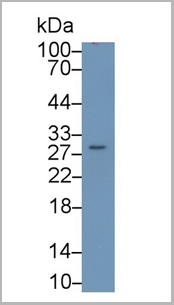 product-image-AAA20145_WB2.png