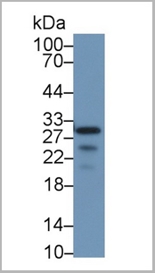 product-image-AAA20145_WB4.png
