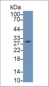 product-image-AAA20145_WB5.png