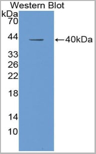 product-image-AAA20150_WB.jpg