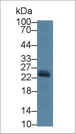 product-image-AAA20150_WB2.jpg